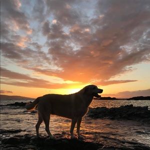 Meet your Posher, Lincoln